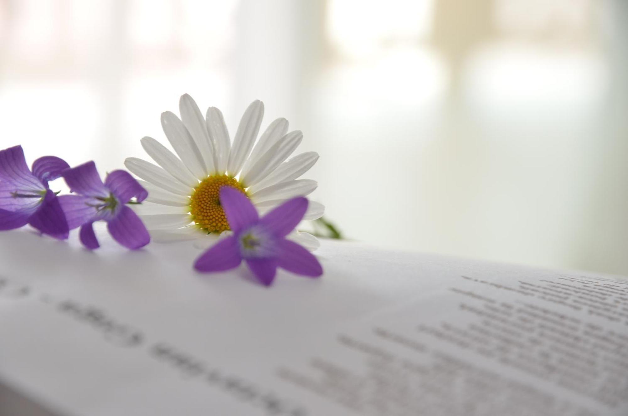 Pensiunea Poezii Alese Valea Draganului Bagian luar foto